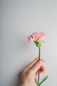 Cropped hand of woman holding flower against white background