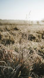 Close-up of grass on field against clear sky