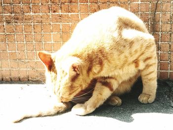 Close-up of cat relaxing outdoors