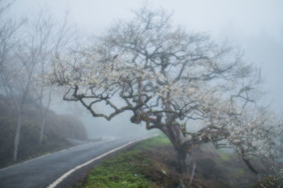 Trees in foggy weather