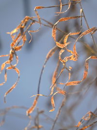 Full frame shot of leaves