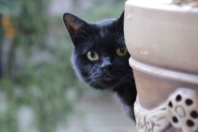 Close-up portrait of black cat behind wall