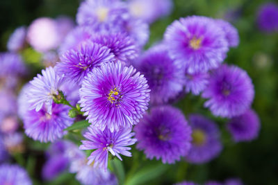 Close-up of purple flowering plants