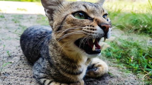 Close-up of a cat looking away