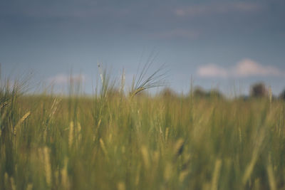Scenic view of wheat field against sky