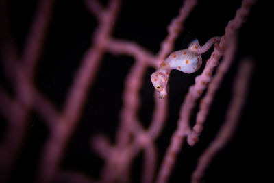 Close-up of insect on sea