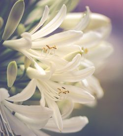 Close-up of white flowers