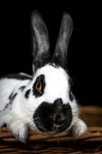 Close-up portrait of rabbit on table against black background