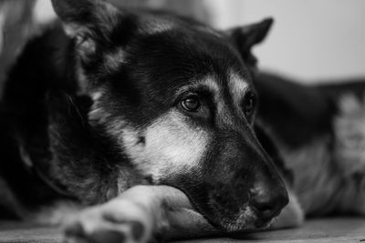 Close-up of dog lying on floor