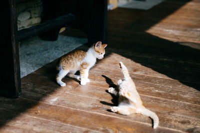 High angle view of cats on floor