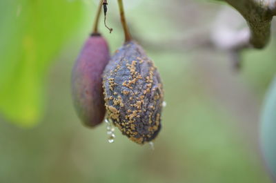 Close-up of fruits hanging on plant
