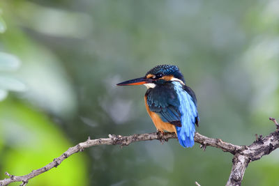 Close-up of a bird perching on a branch