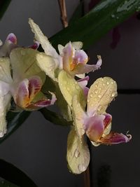 Close-up of wet flowers blooming outdoors