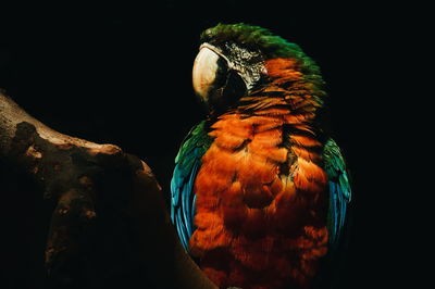Close-up of bird perching on black background