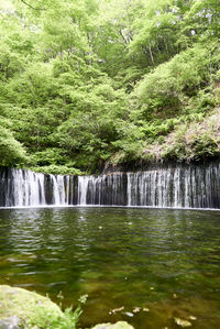 Scenic view of waterfall in forest