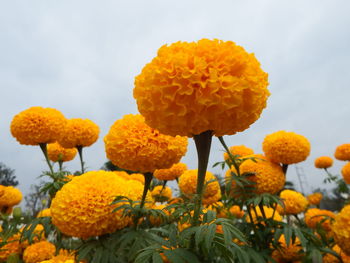 Close-up of fresh yellow marigold flowers against sky