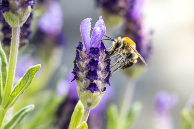 Close-up of bee on purple flower