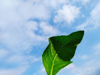 Low angle view of leaves against sky