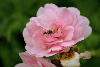 Close-up of bee on pink flower