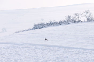 View of a snow covered landscape