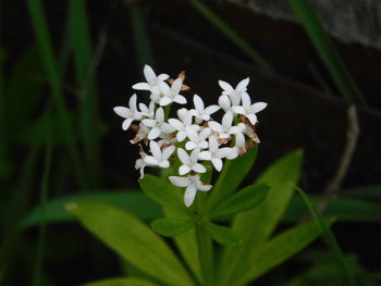 Close-up of white flowering plant