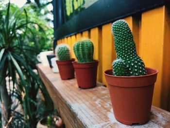 Close-up of potted plants on table