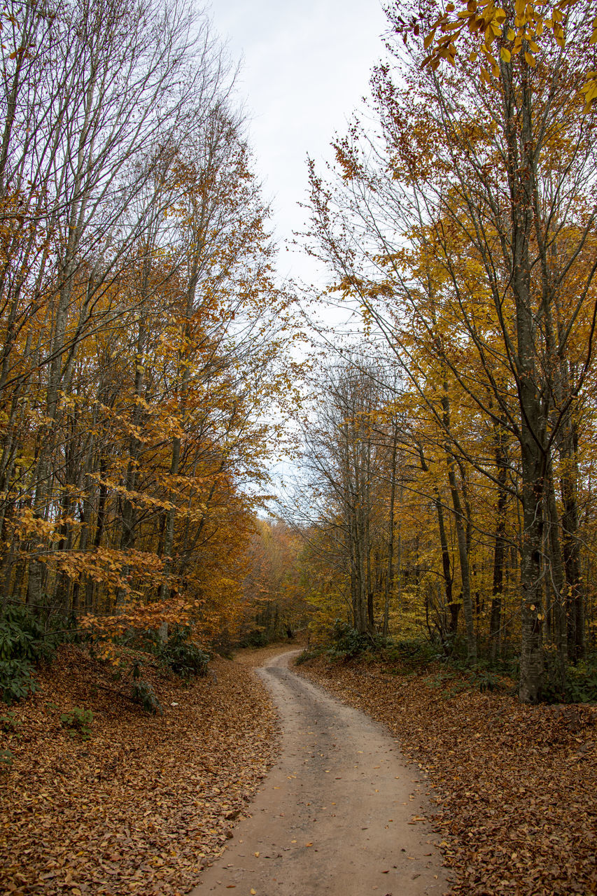 ROAD AMIDST TREES IN FOREST