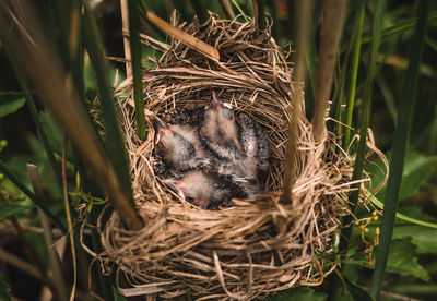 High angle view of bird in nest