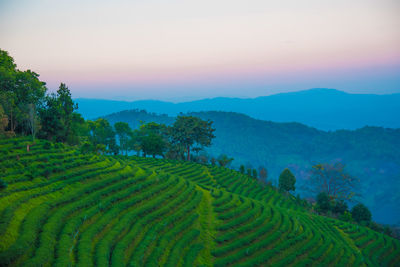 Scenic view of agricultural field against sky