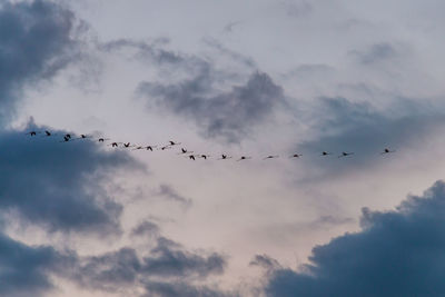 Low angle view of birds flying in sky