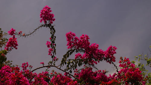 Low angle view of pink flowers