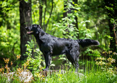 Black dog in a forest