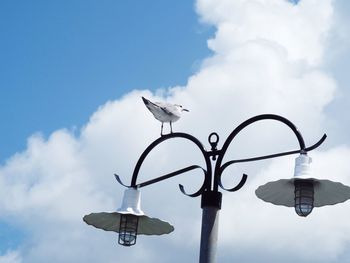 Low angle view of birds perching on street light