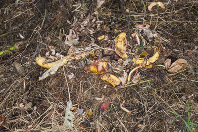 High angle view of mushroom growing on field