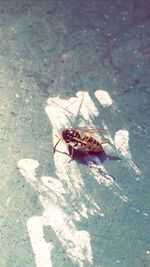 High angle view of insect on leaf