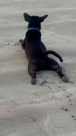 Dog sitting on sand at beach during winter