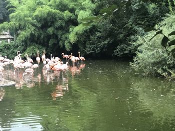 View of birds in lake