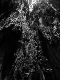 Trees growing on rocks