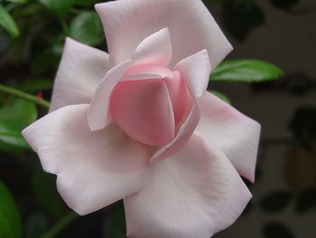 Close-up of pink flower blooming in park