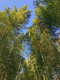 Low angle view of trees in forest against sky