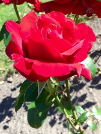 Close-up of red rose