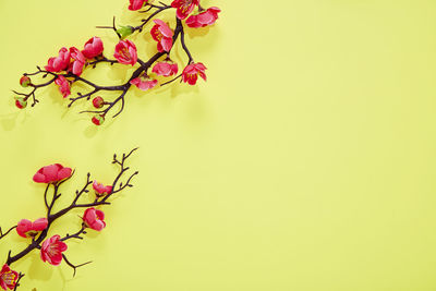 Close-up of pink flowering plant against wall