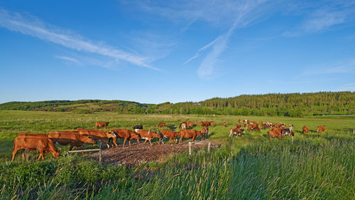 Horses grazing on field against sky