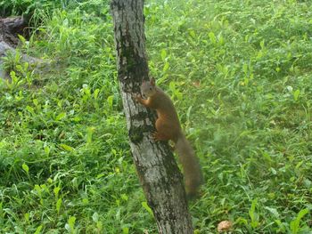 View of tree trunk