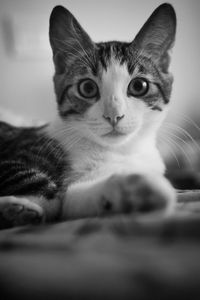 Close-up portrait of cat