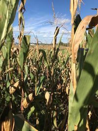 Close-up of plants growing on field against sky