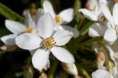 Close-up of white flowering plant