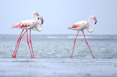 Flamingoes at beach against sky