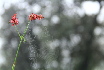 Close-up of red flower against blurred background