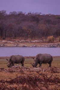 Elephant in a field